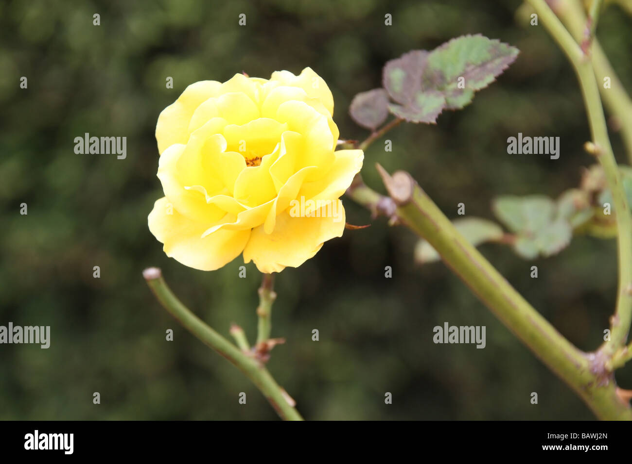 A bright yellow rose on a bush Stock Photo - Alamy