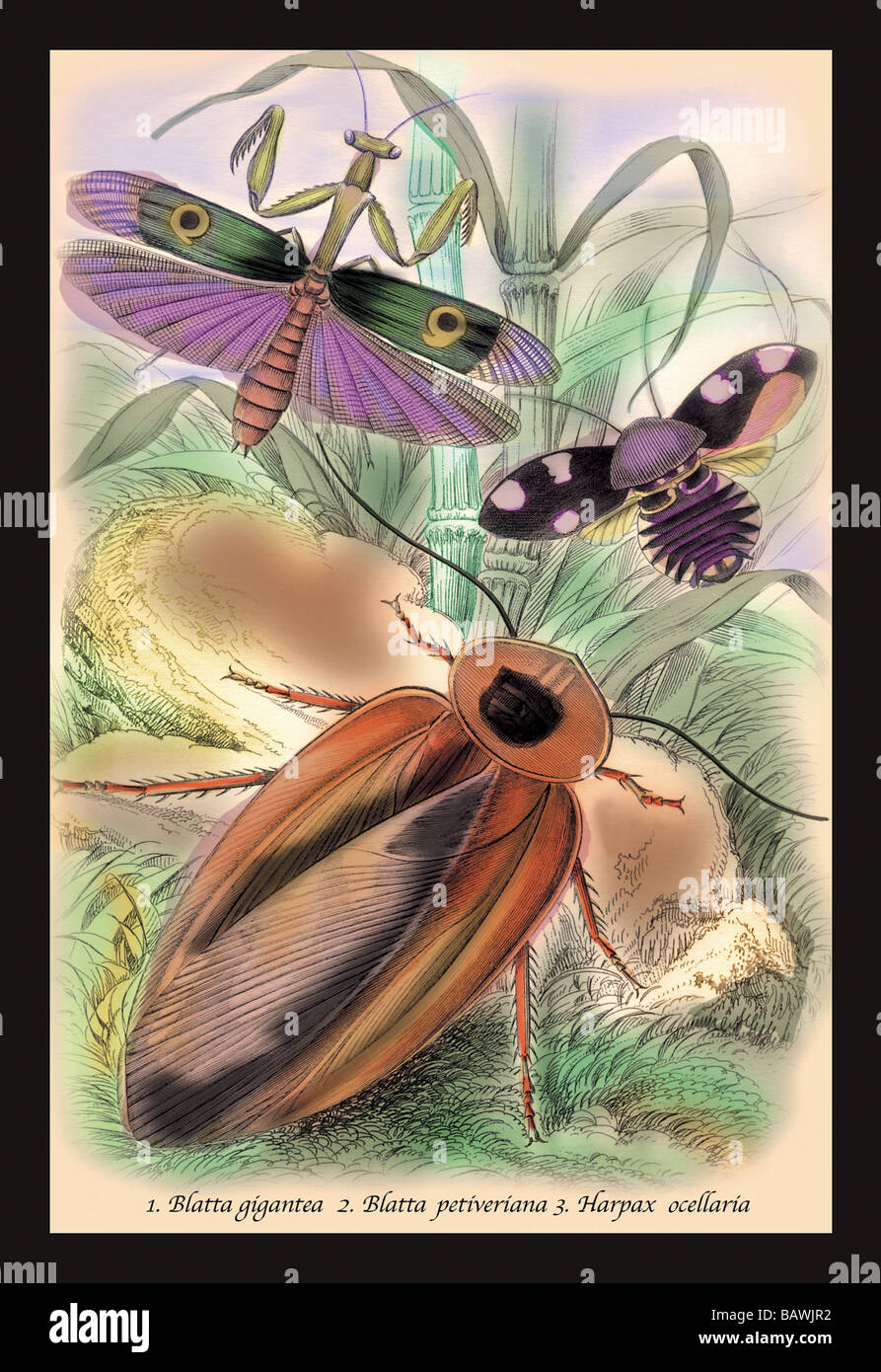Insects: Blatta Gigantea,B. Petiveriana and Harpax Ocellaria Stock Photo