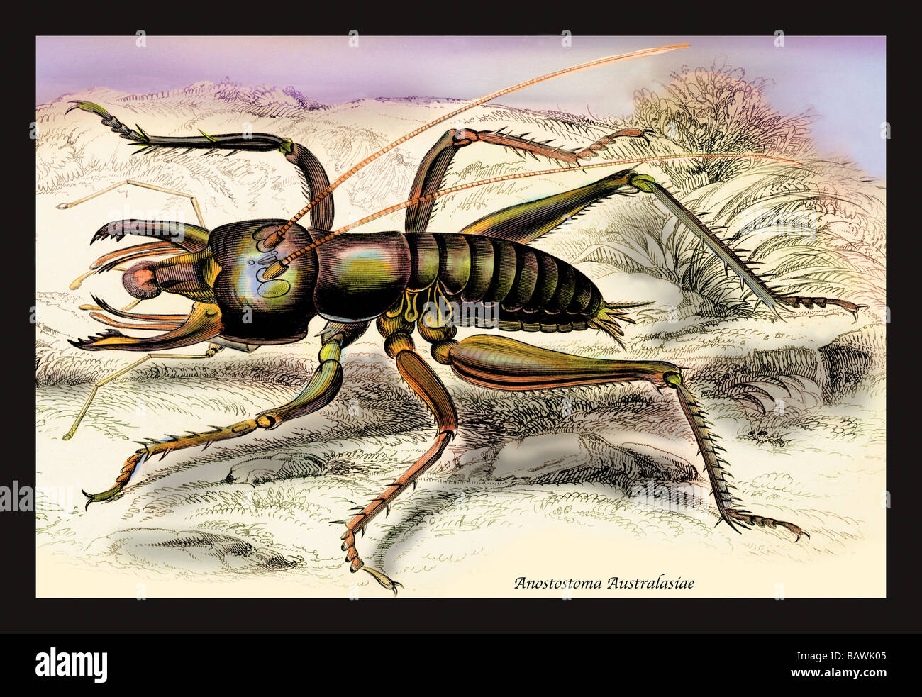 Insect: Anostostoma Australasiae Stock Photo - Alamy