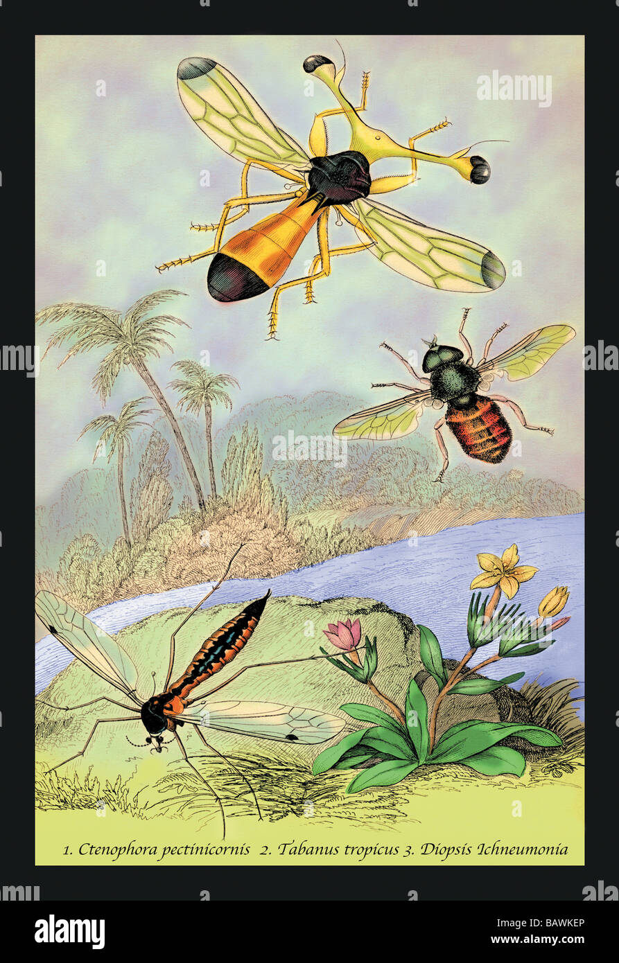 Insects: Ctenophora Pectinicornis,Tabanus Tropicus,et al. Stock Photo