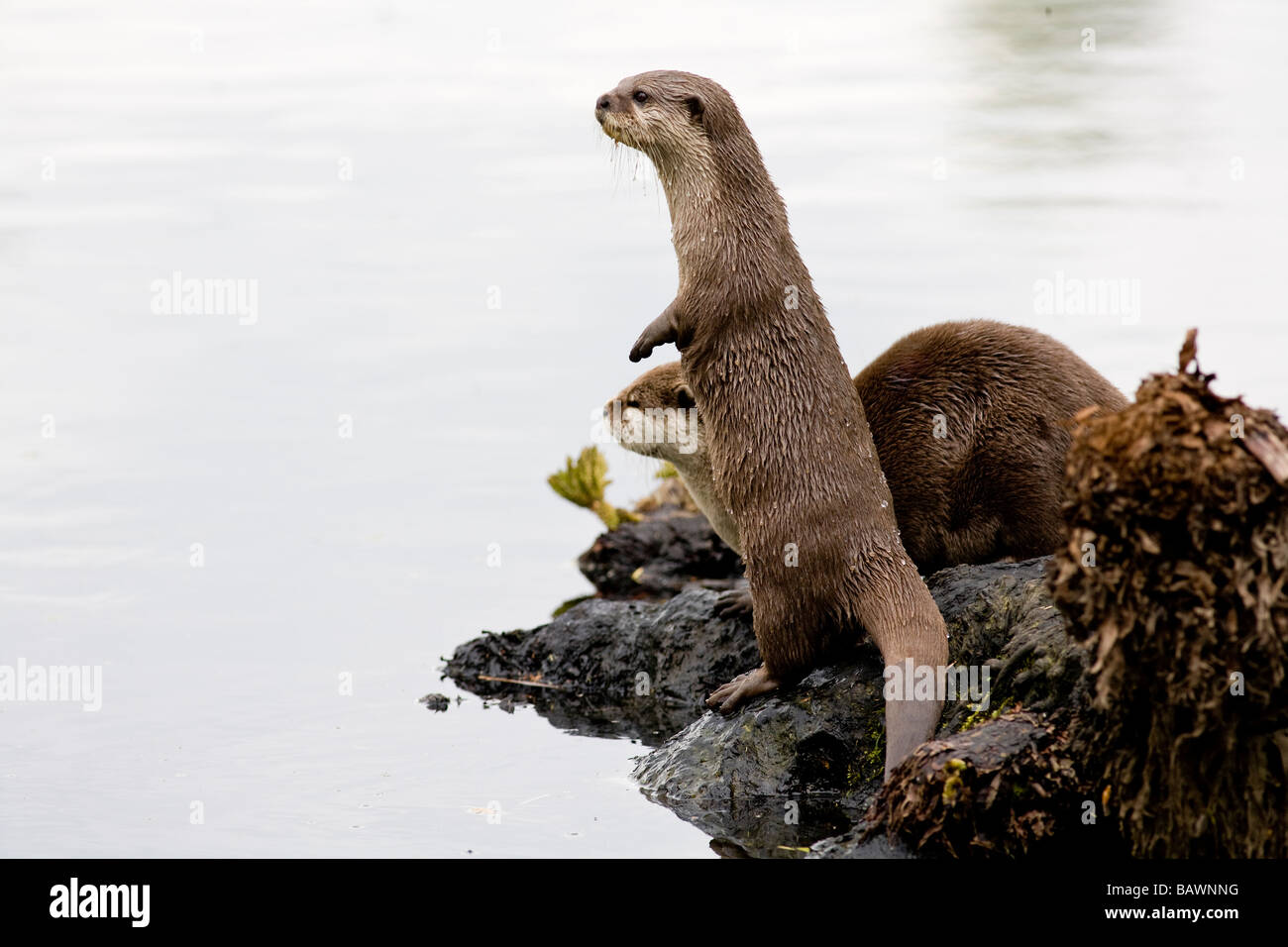 Oriental Short-clawed otter Aonyx cinerea Stock Photo - Alamy