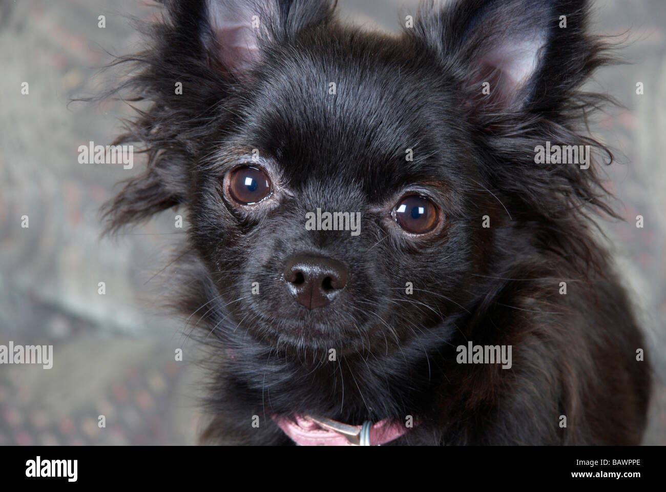 Pomeranian chihuahua on sale black