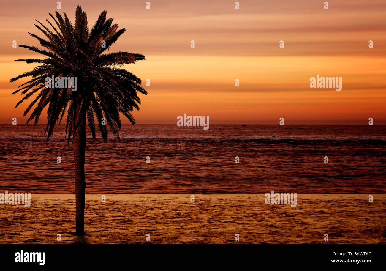 beach palm tree at sunset Stock Photo - Alamy