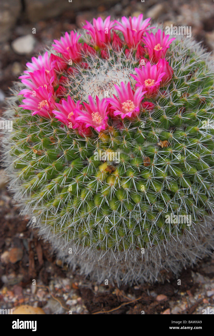 Cactus Mammillaria mammillaria bravoae blooming Stock Photo