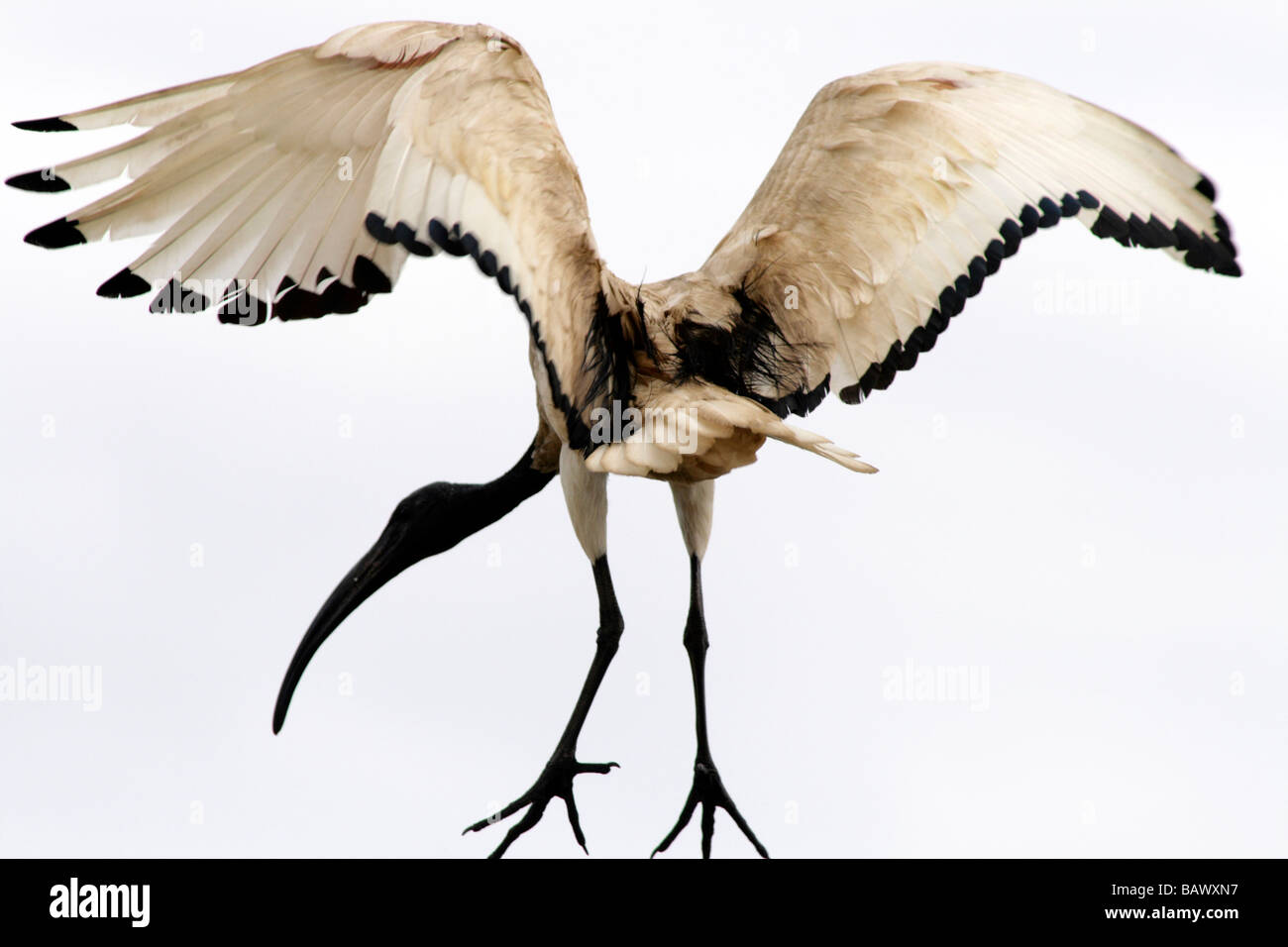 Sacred Ibis An African Sacred Ibis in full flight Stock Photo