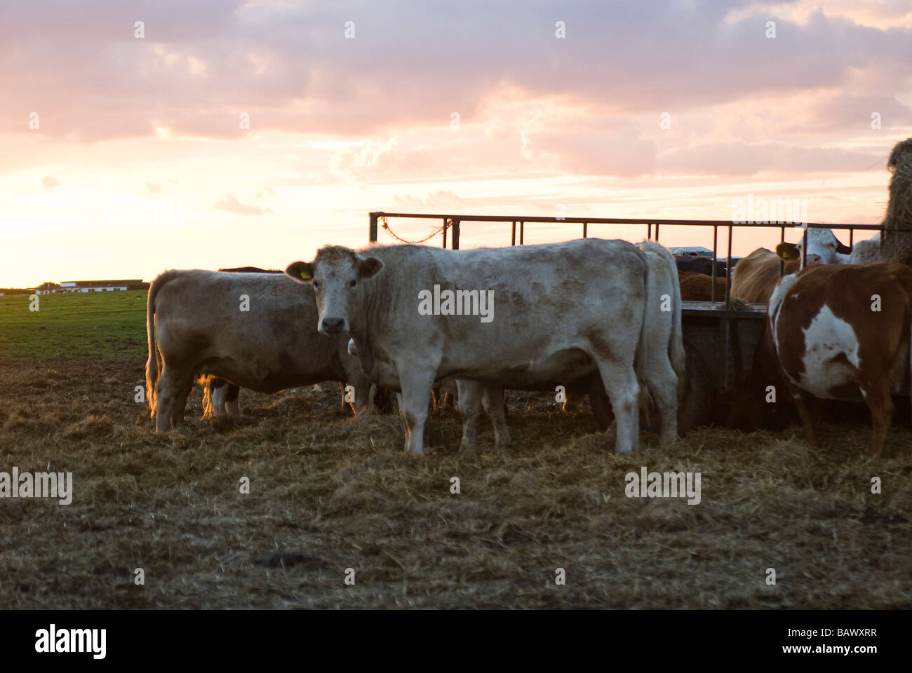 Cattle At Hay Feeder Stock Photos Cattle At Hay Feeder Stock