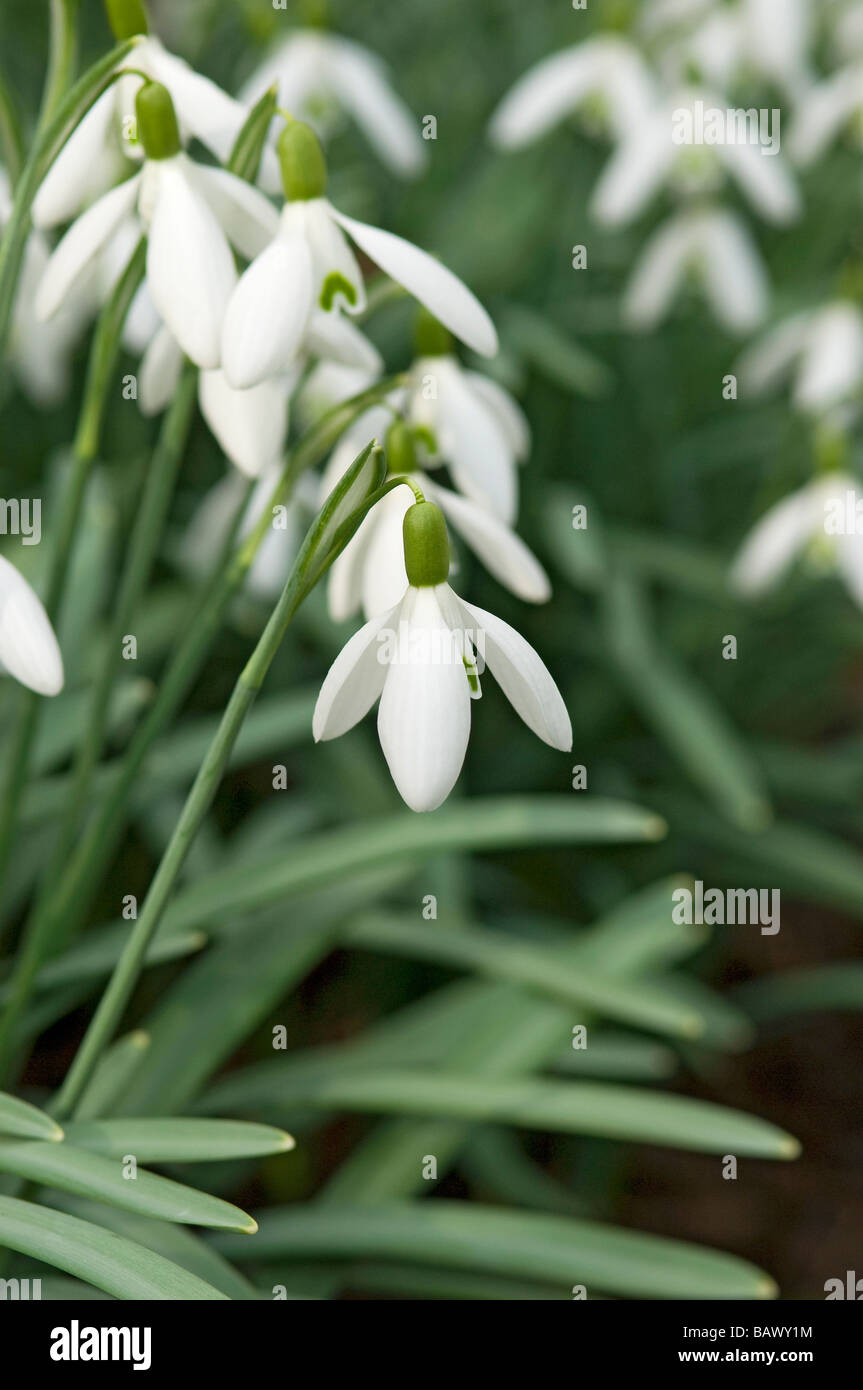 Close up of snowdrops snowdrop white flower flowers growing in the garden in spring winter England UK United Kingdom GB Great Britain Stock Photo