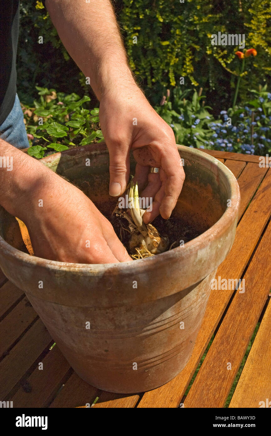 Hand planting bulb in soil hires stock photography and images Alamy