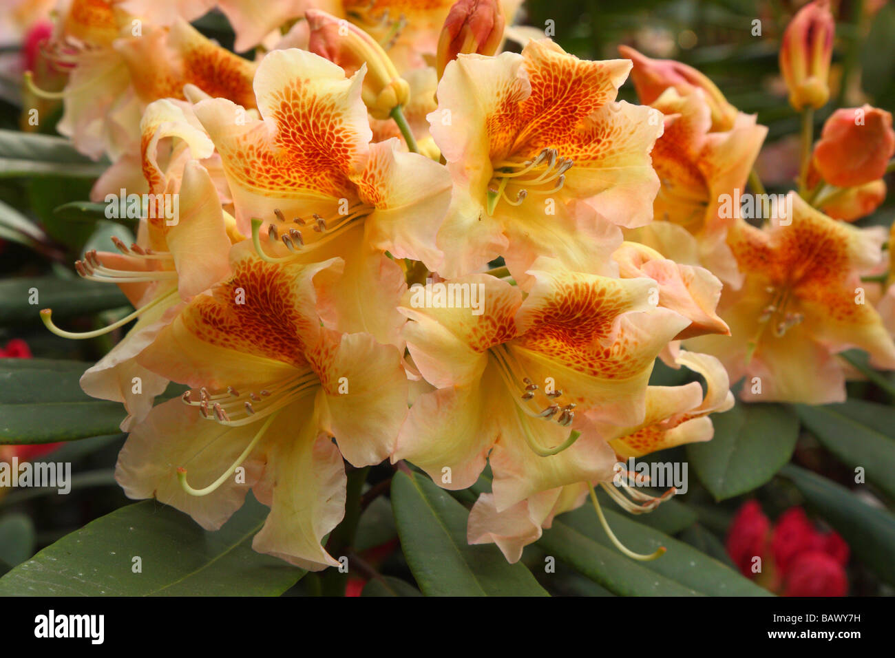 rhododendron zembla Rhododendron - Nova Zembla main image 0