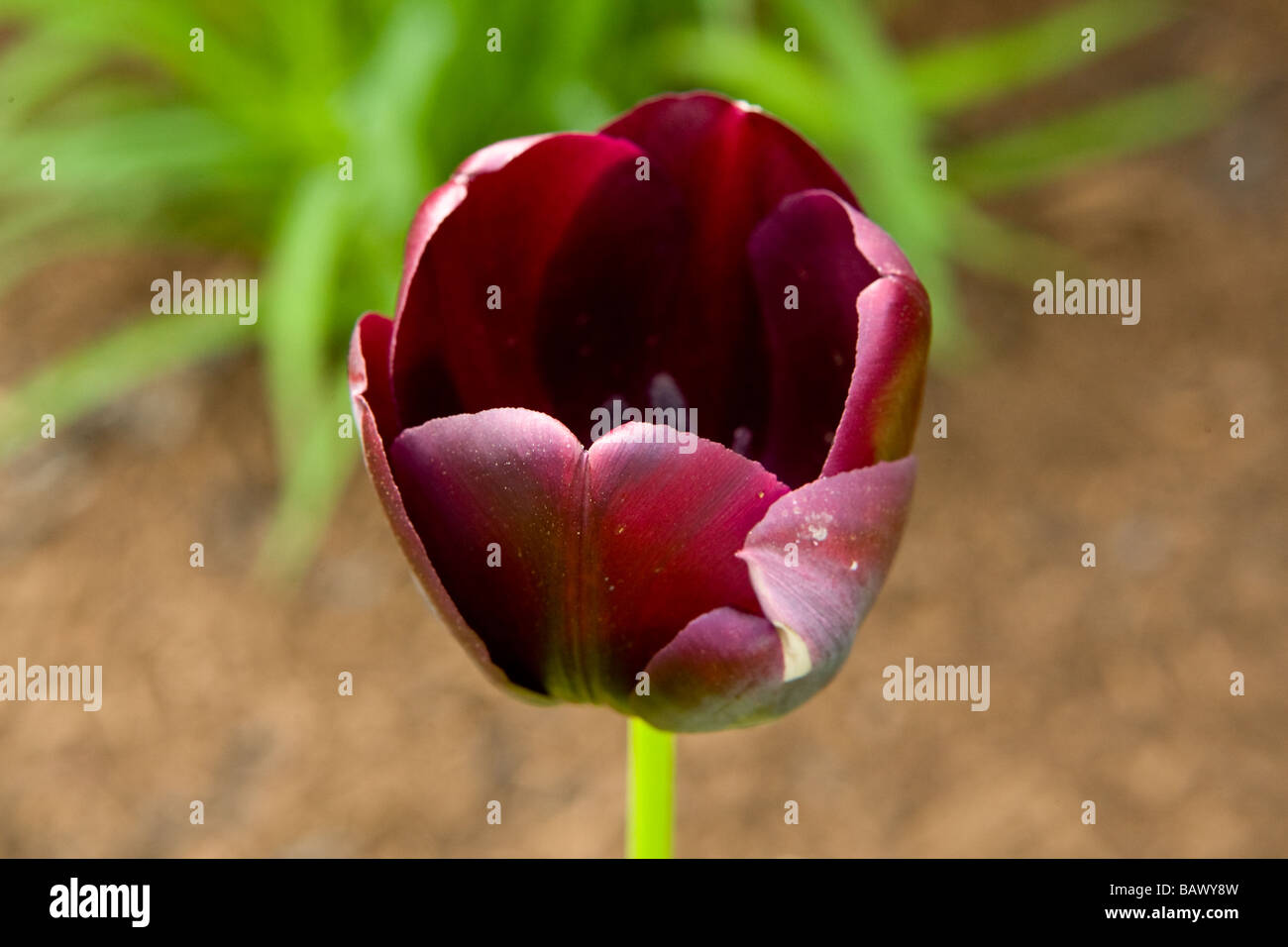 Tulips blooming in spring time Columbus Ohio Stock Photo