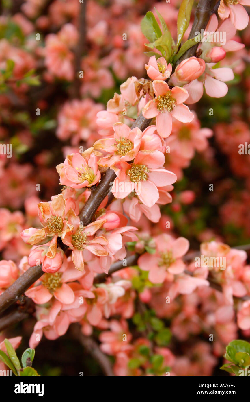 CHAENOMELES SUPERBA CORAL SEA. AKA - FLOWERING QUINCE, JAPANESE QUINCE, JAPONICA. Stock Photo