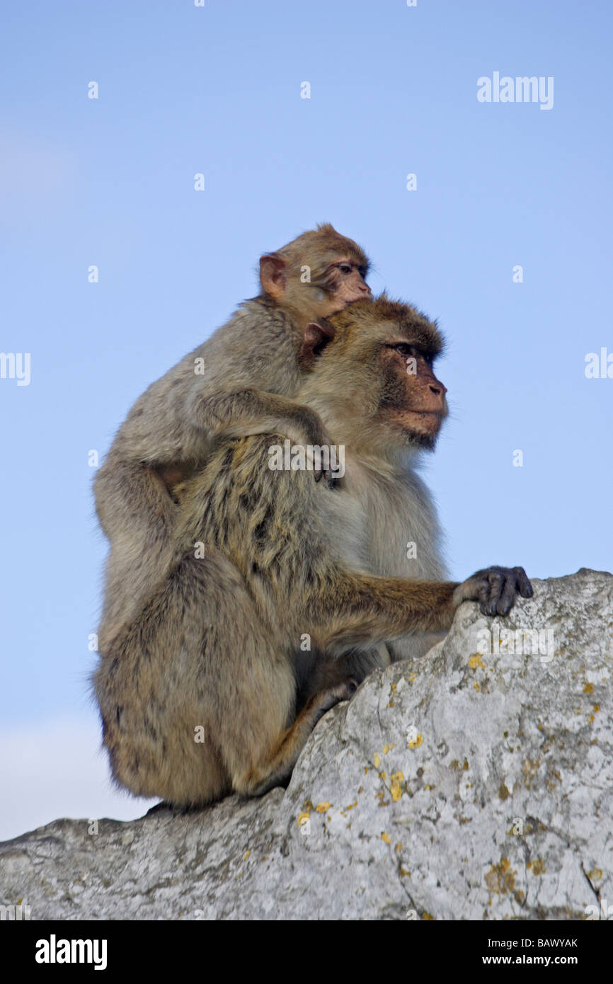 Barbary Apes in Gibraltar Stock Photo