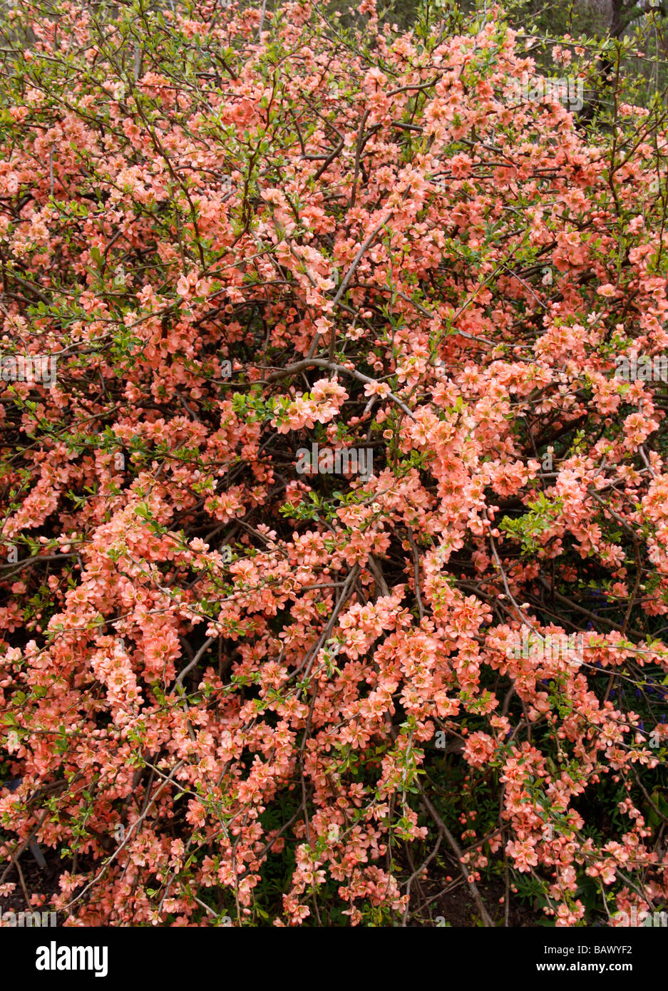 CHAENOMELES SUPERBA CORAL SEA. AKA - FLOWERING QUINCE, JAPANESE QUINCE, JAPONICA. Stock Photo