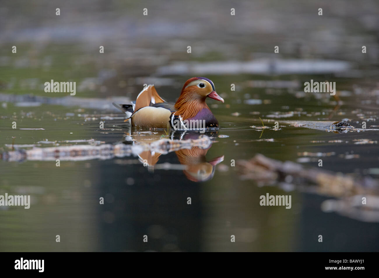 Male Mandarin duck Aix galericulata in the Forest of Dean England UK ...