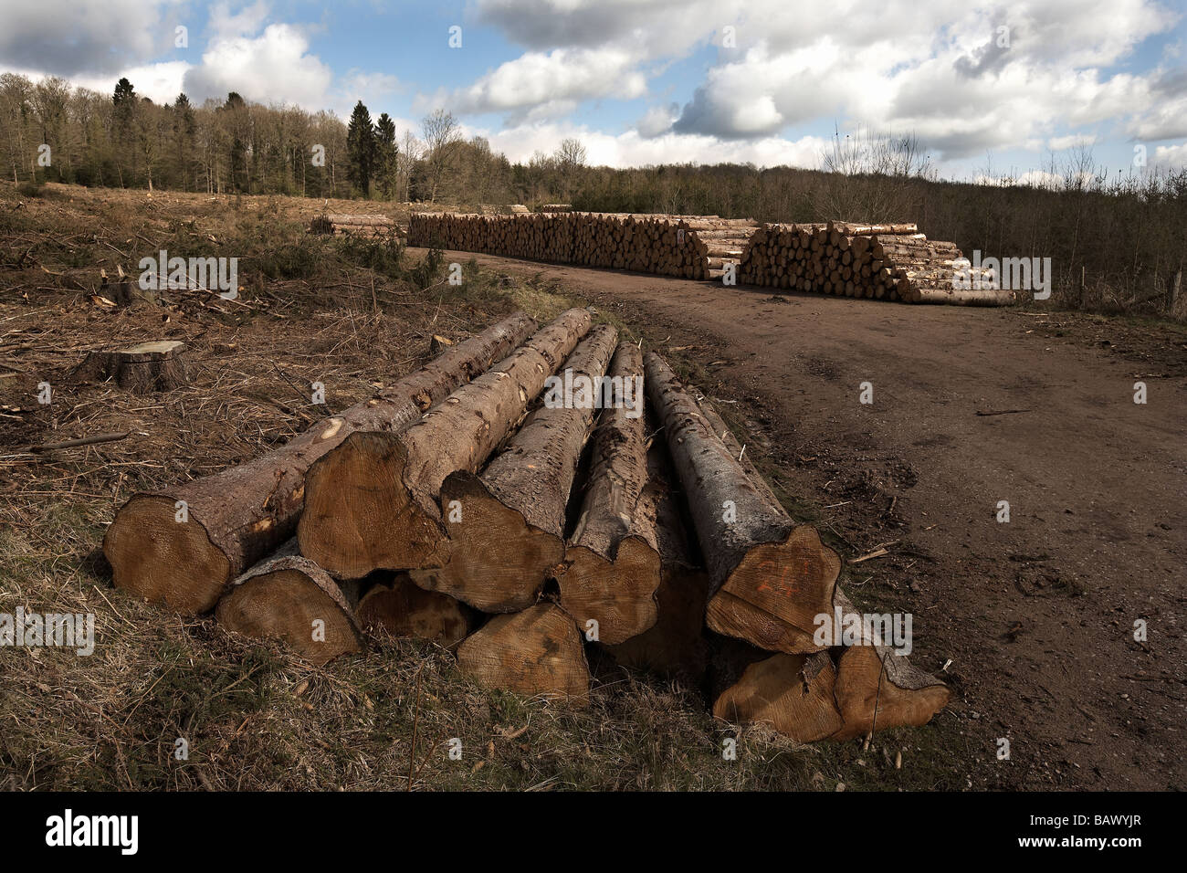 Tree felling in the Forest of Dean England UK Stock Photo - Alamy