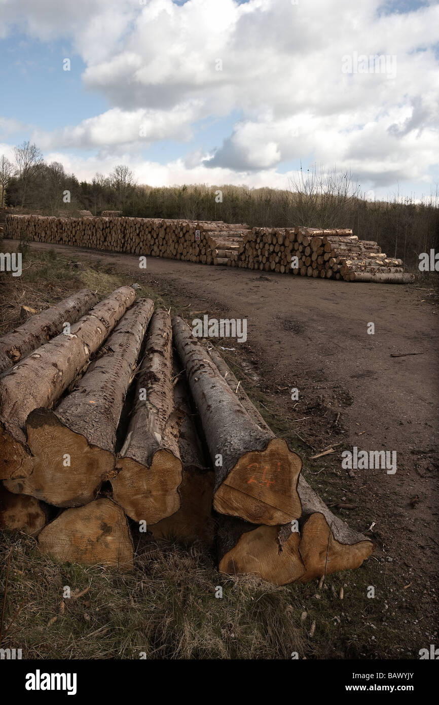 Tree felling uk hi-res stock photography and images - Alamy