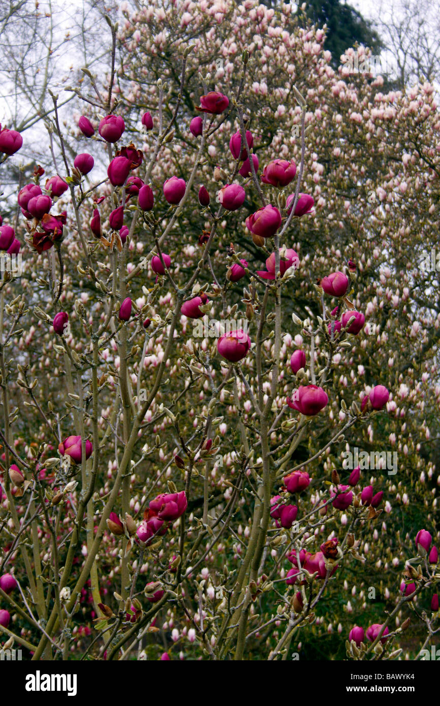 MAGNOLIA BLACK TULIP Stock Photo Alamy