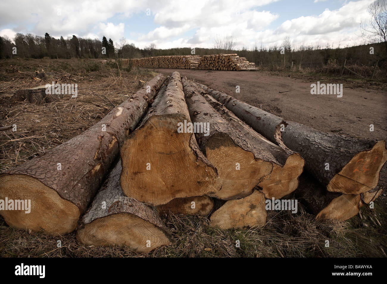 Tree felling in the Forest of Dean England UK Stock Photo - Alamy
