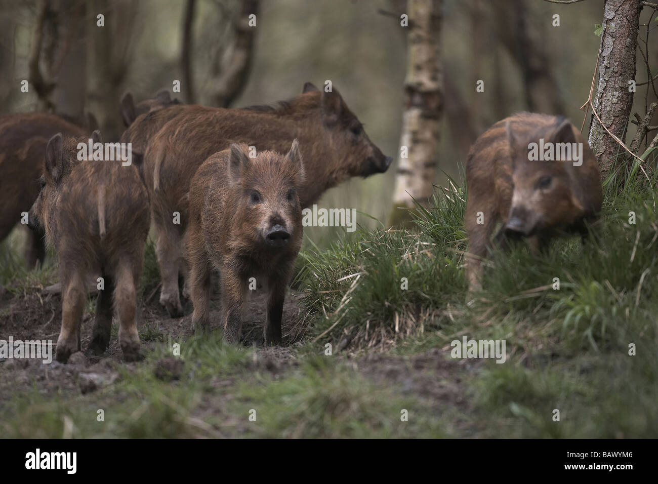 Wild boar Sus scrofa piglets in the Forest of Dean Gloucestershire UK Stock Photo