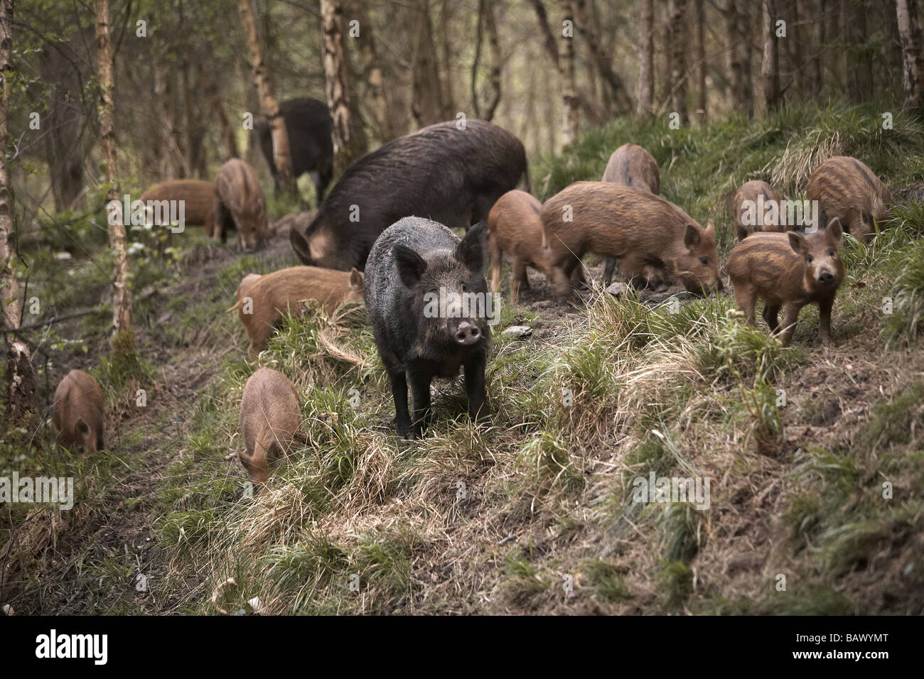 Wild boar sow Sus scrofa with piglets, known as a sounder group, in the Forest of Dean Gloucestershire UK Stock Photo