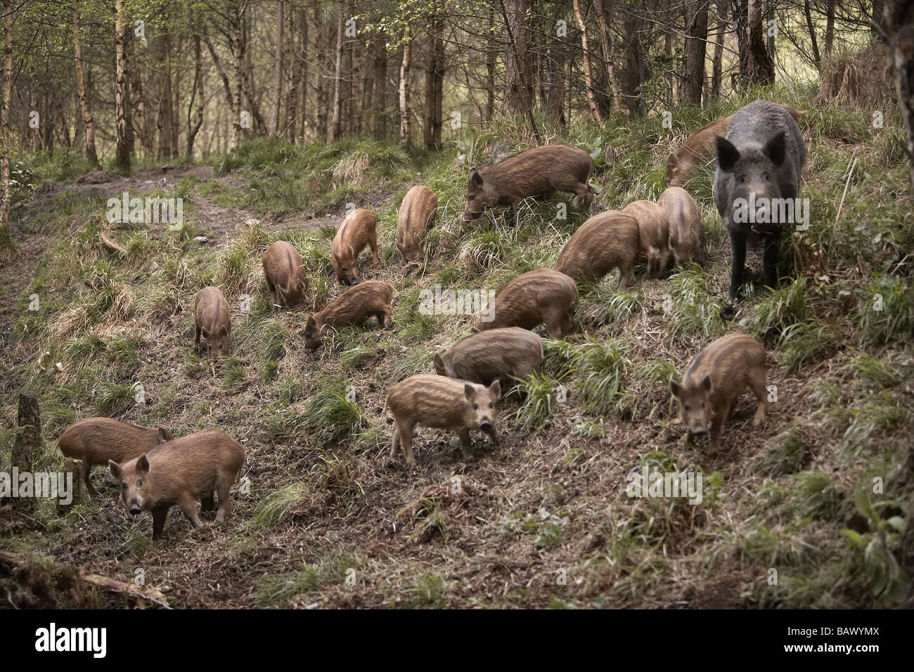 Wild boar sow Sus scrofa with piglets, known as a sounder group, in the Forest of Dean Gloucestershire UK Stock Photo