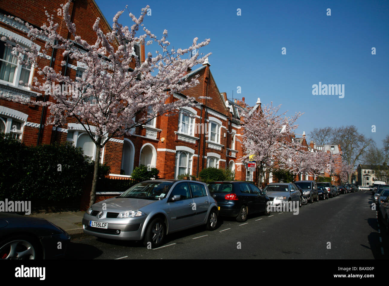 Cherry blossom on Quarrendon Street, Fulham, London Stock Photo