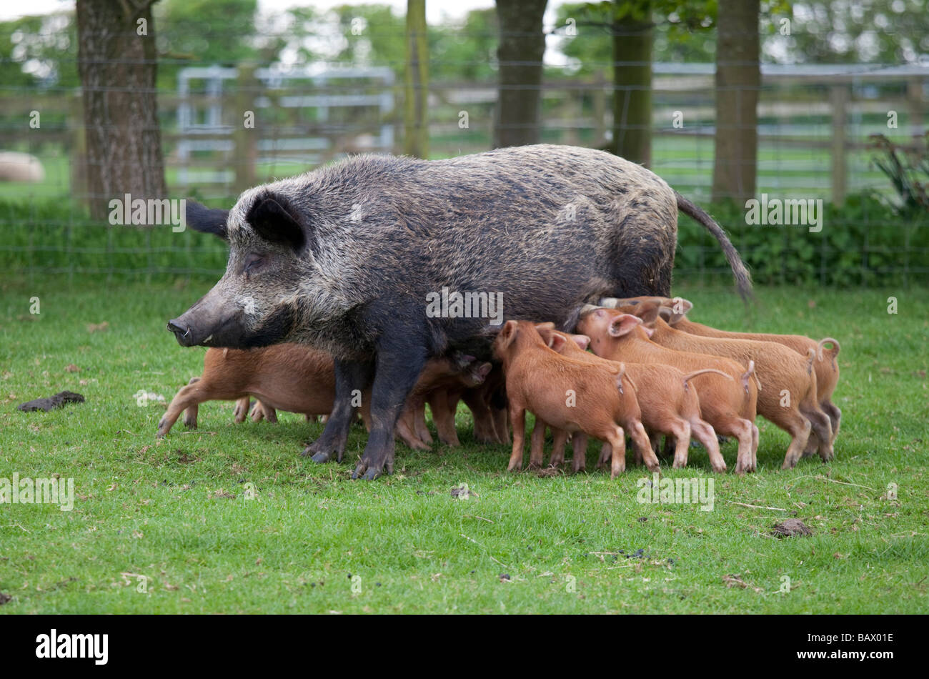 Iron age pig sow feeding piglets Cotswold Farm Park Temple Guiting Glos