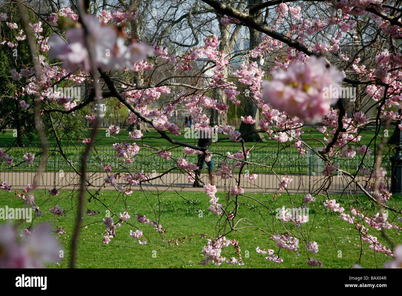 Cherry blossom in St James Park, London Stock Photo - Alamy