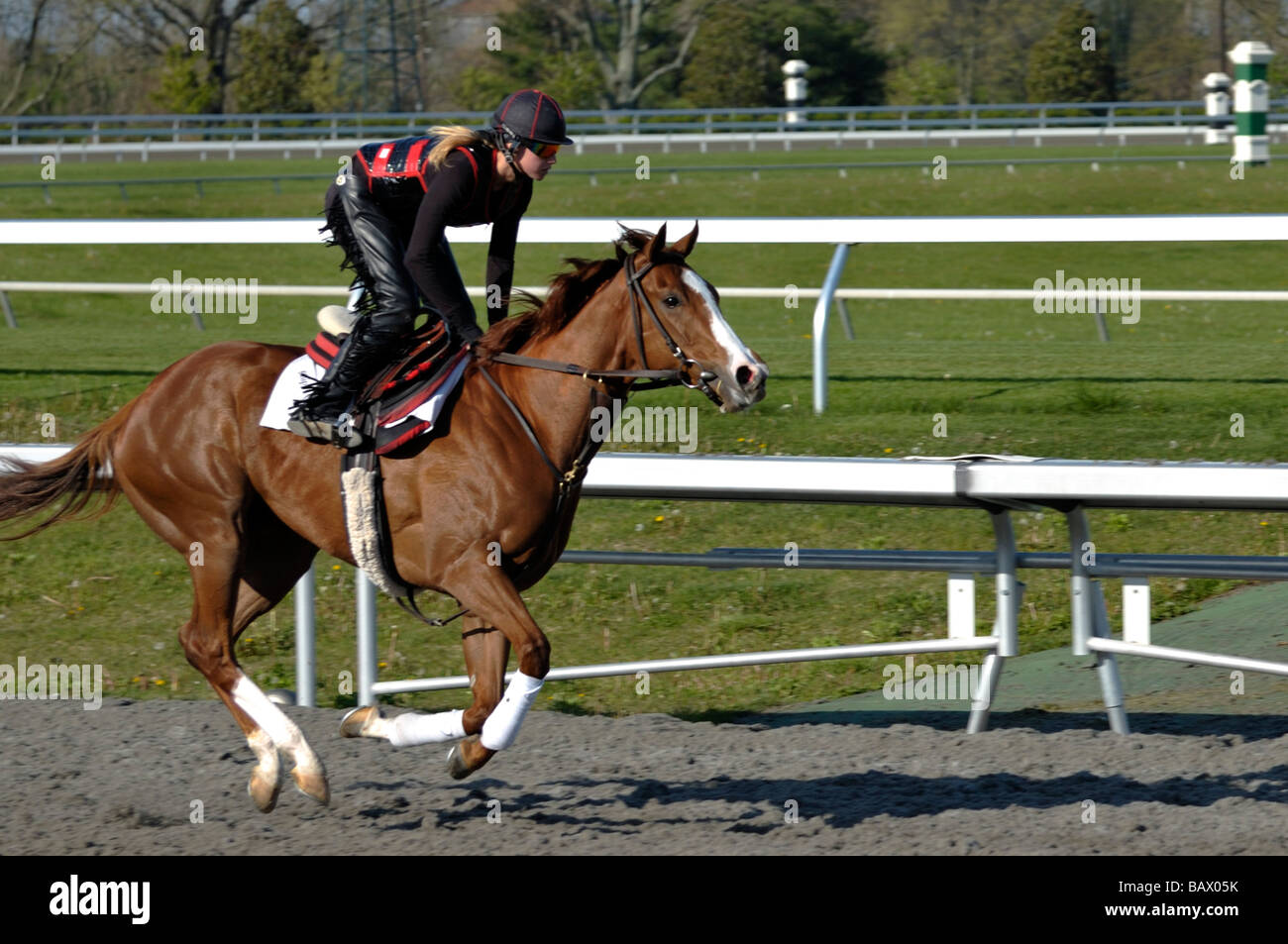 Thoroughbred horse and exercise jockey Stock Photo Alamy