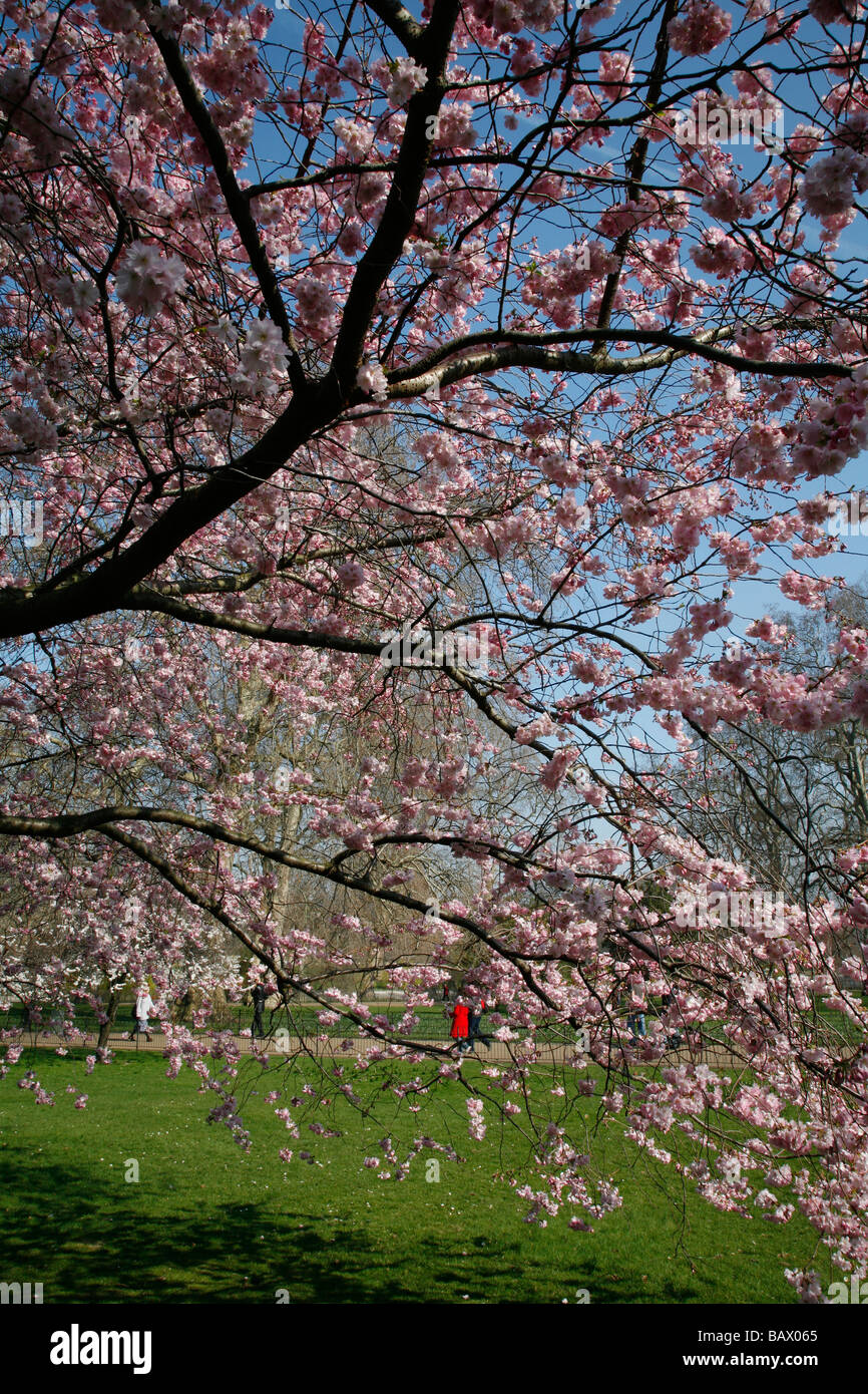 Cherry blossom in St James Park, London Stock Photo - Alamy