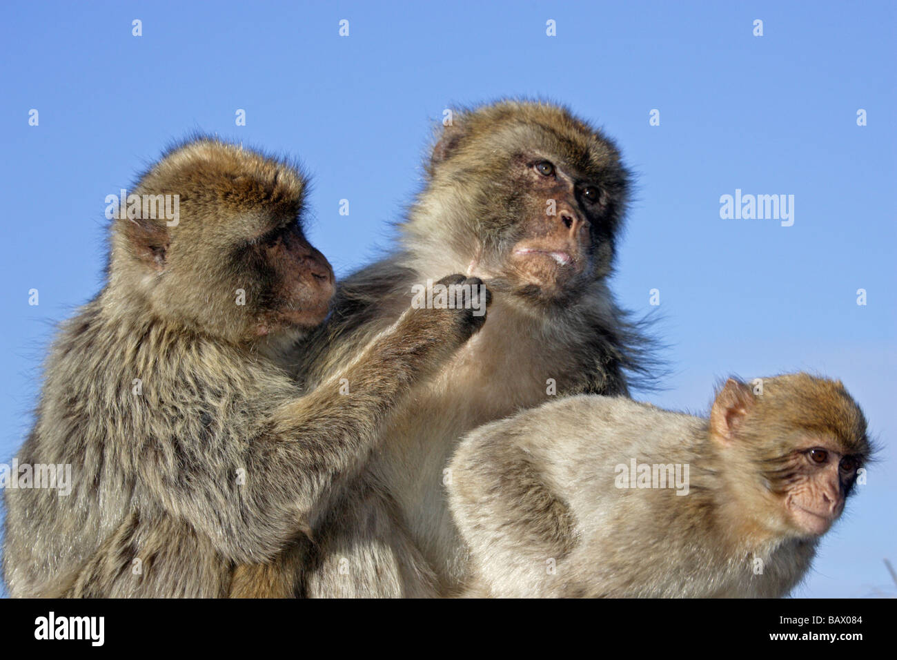 Barbary Apes in Gibraltar Stock Photo