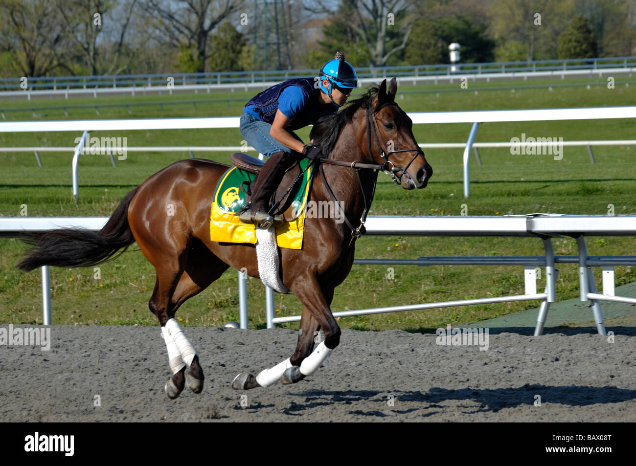 Thoroughbred horse and exercise jockey Stock Photo Alamy