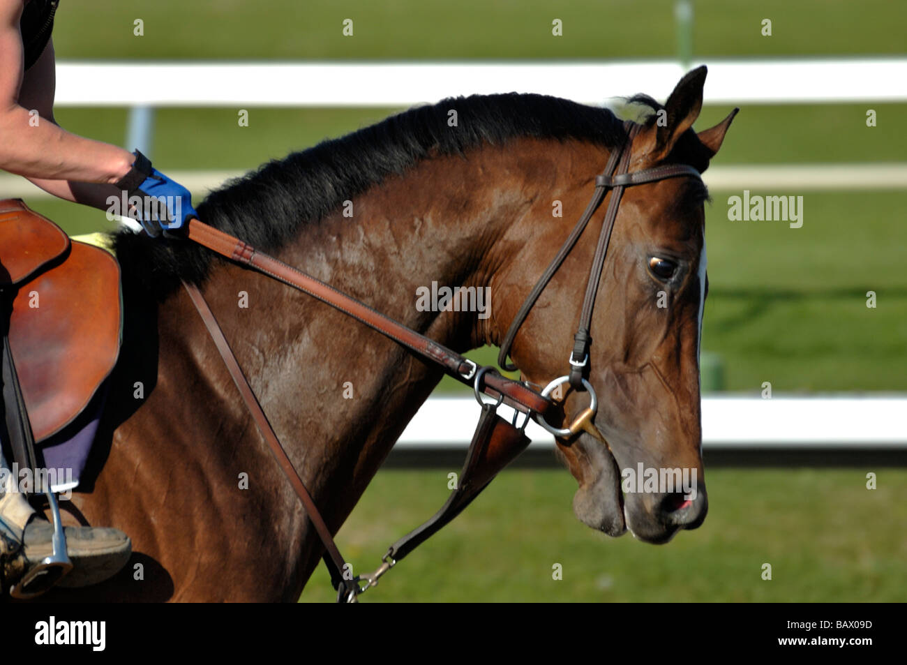Thoroughbred horse and exercise jockey Stock Photo Alamy