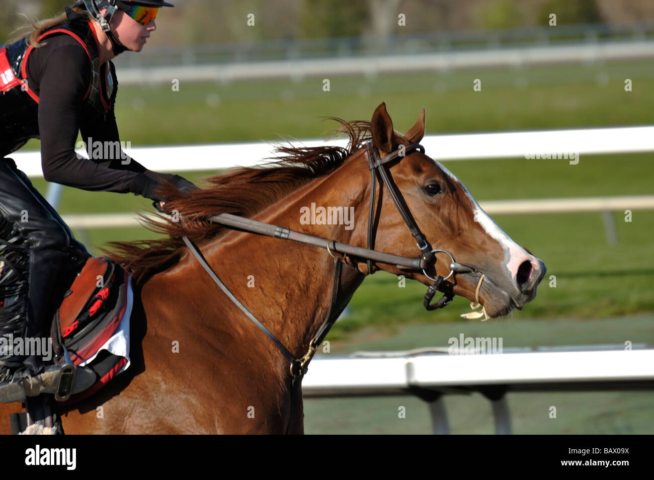 Thoroughbred horse and exercise jockey Stock Photo - Alamy