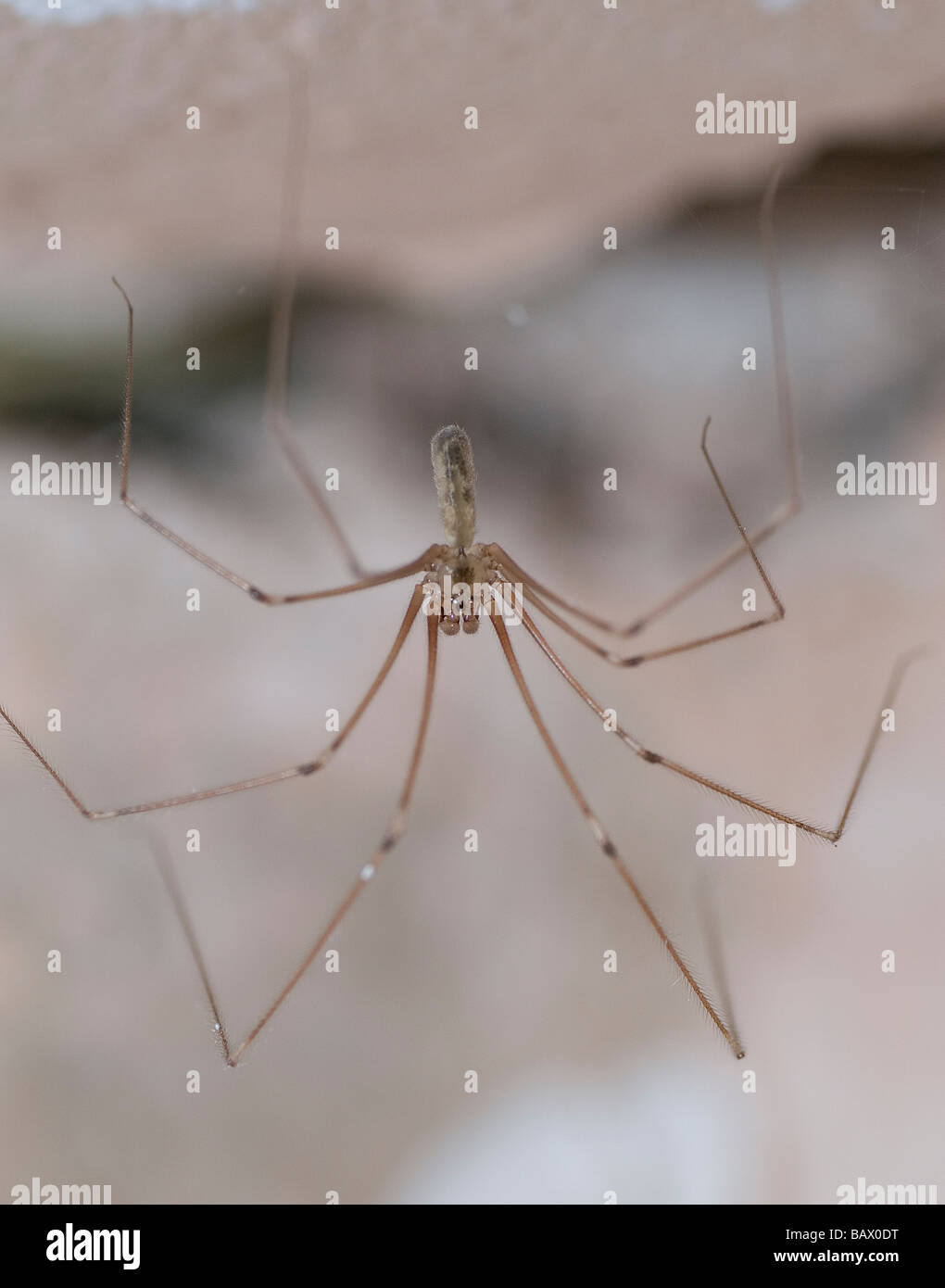 Daddy long legs spider Stock Photo