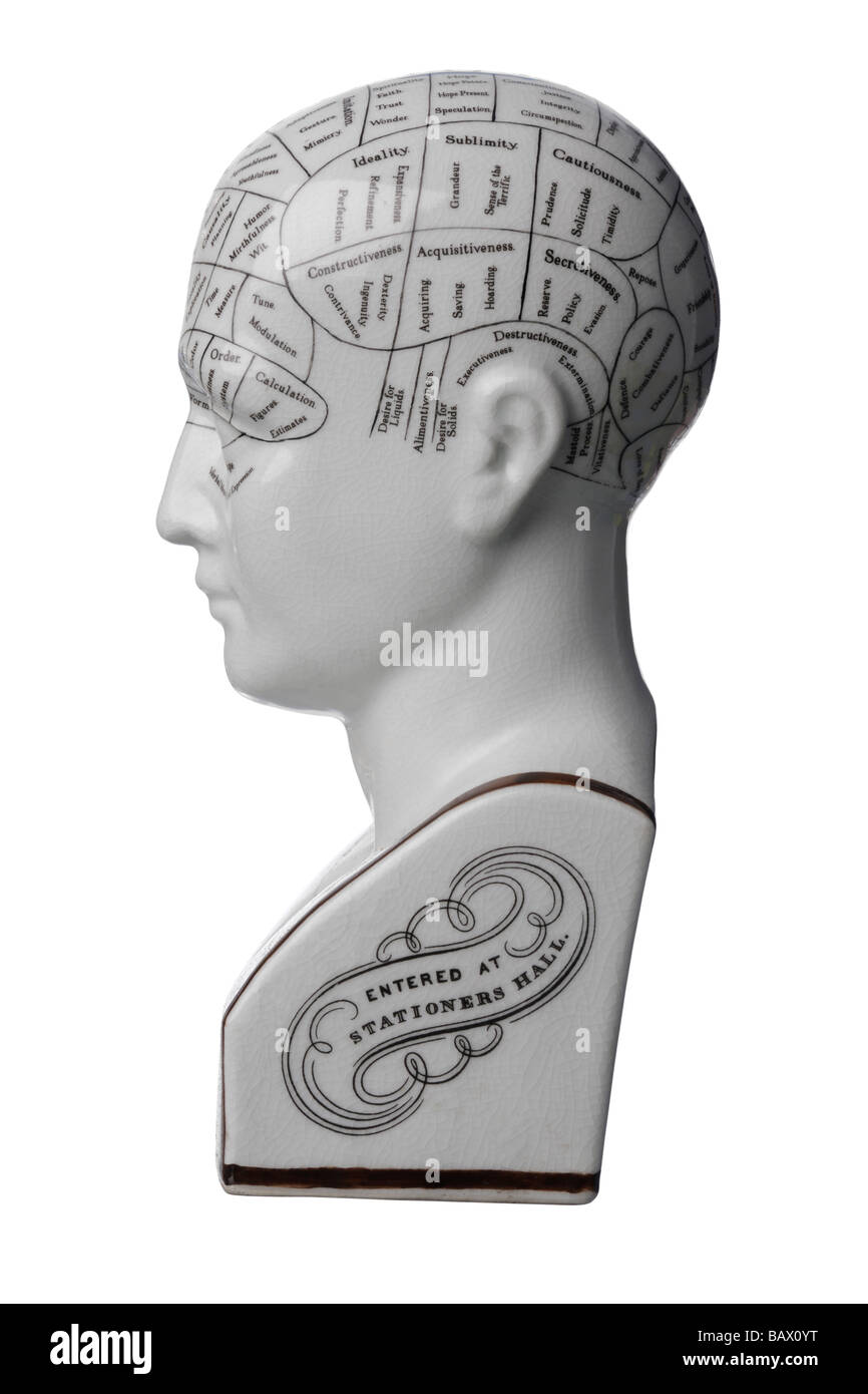 Phrenology ceramic bust head Stock Photo Alamy