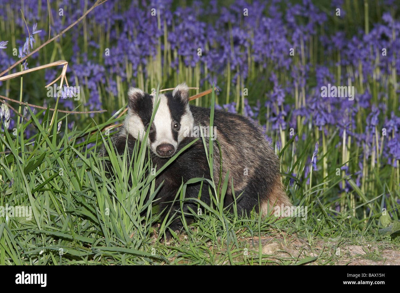 Eurasian badger and bluebells Stock Photo