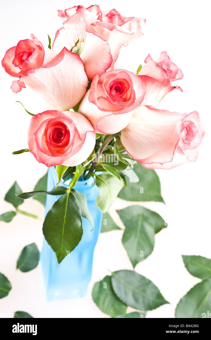 Rose rosa english holiday hi-res stock photography and images - Alamy