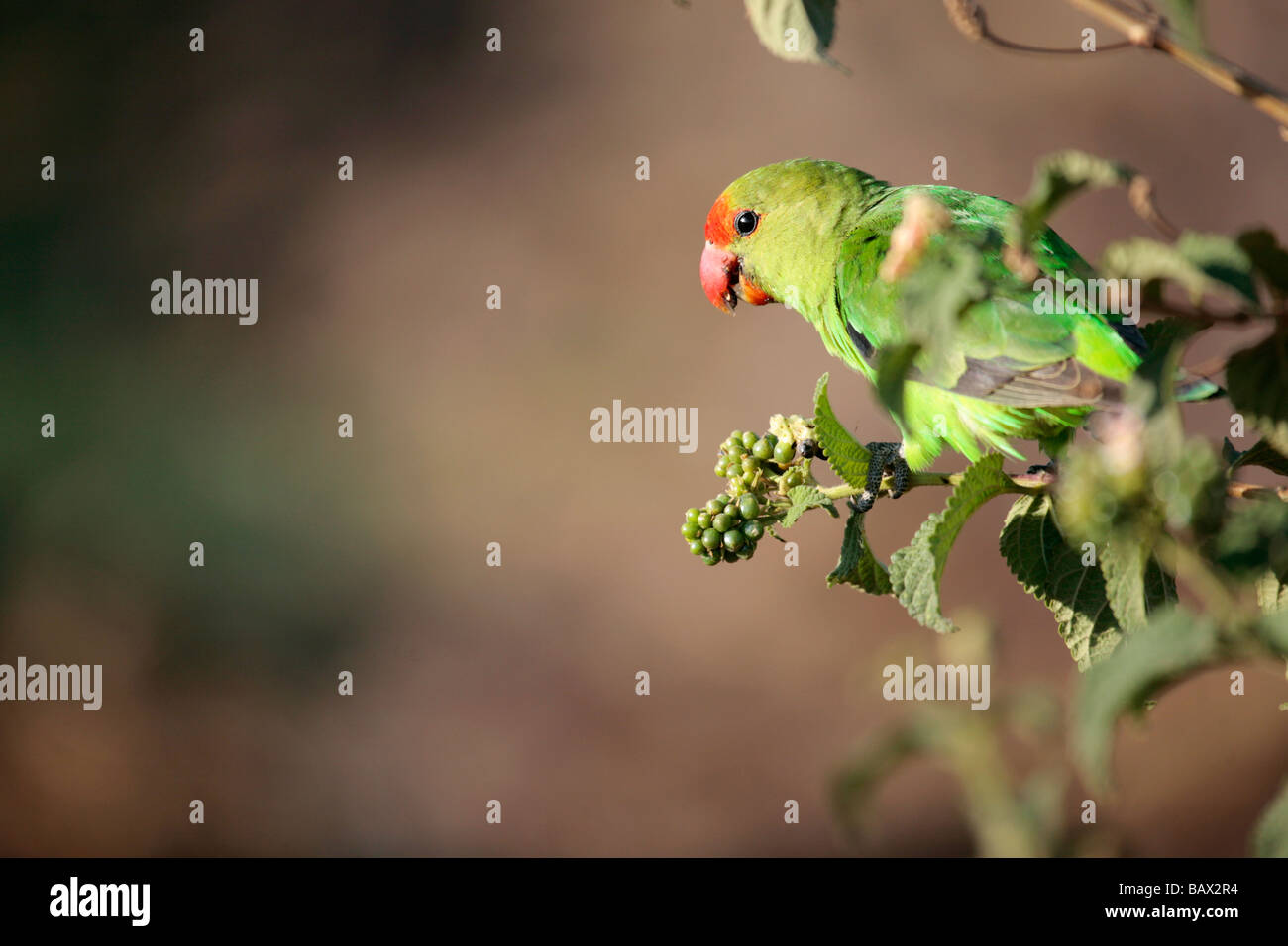 The Abyssinian Lovebird (Agapornis taranta) also known as Black-winged Lovebird, photographed on the banks of Lake Awsa in Ethio Stock Photo