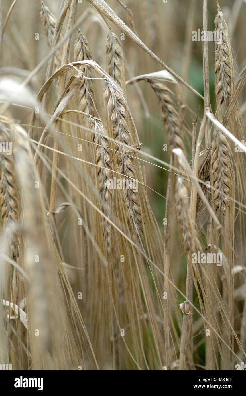 Yearlong hi-res stock photography and images - Alamy