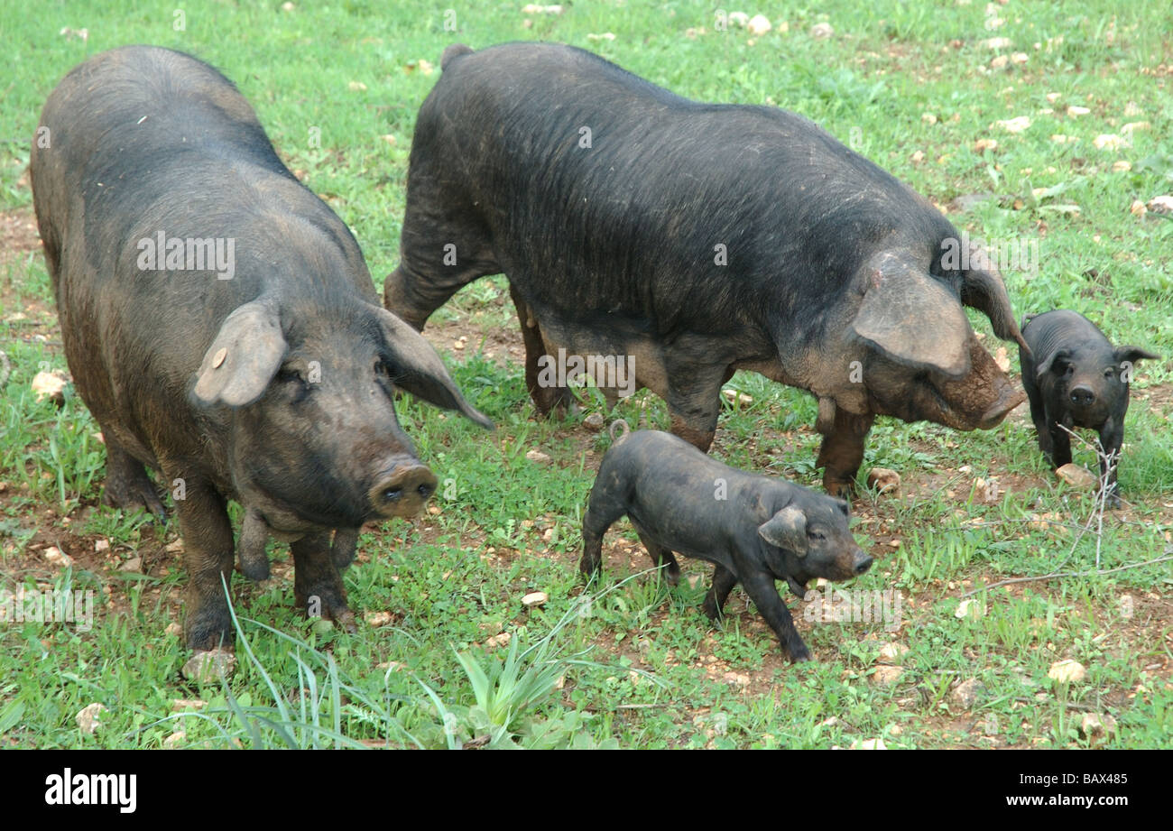 Domestic pig family Stock Photo