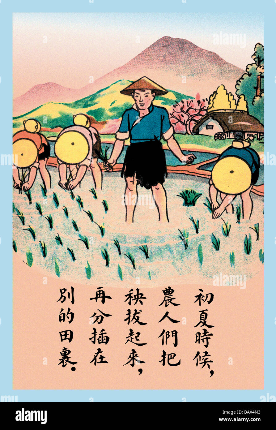 Separating the Rice Plants Stock Photo - Alamy