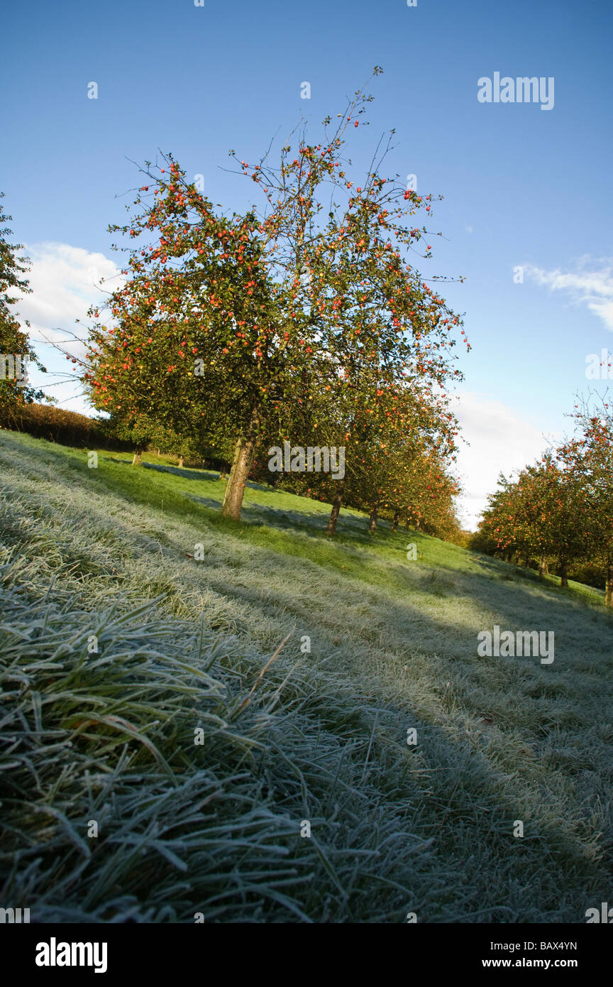 Ripe apples on a cold and frosty morning Apple Orchard Compton Dando Somerset England Stock Photo