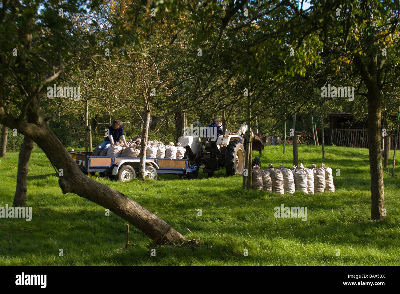 Collecting cider apples in apple orchard near Glastonbury Somerset