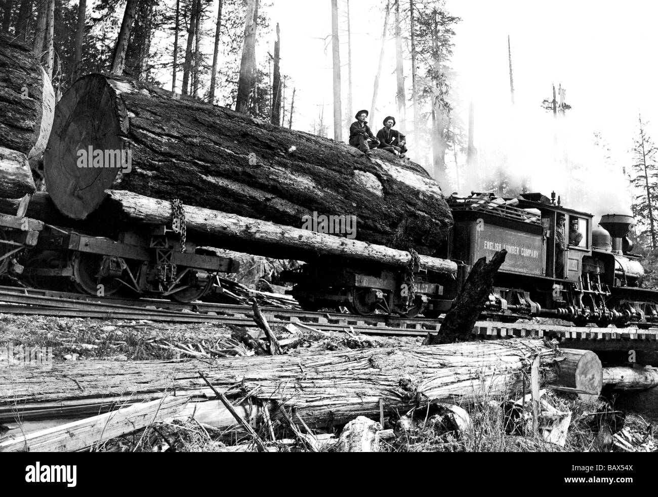 Transporting Fallen Old Growth Stock Photo