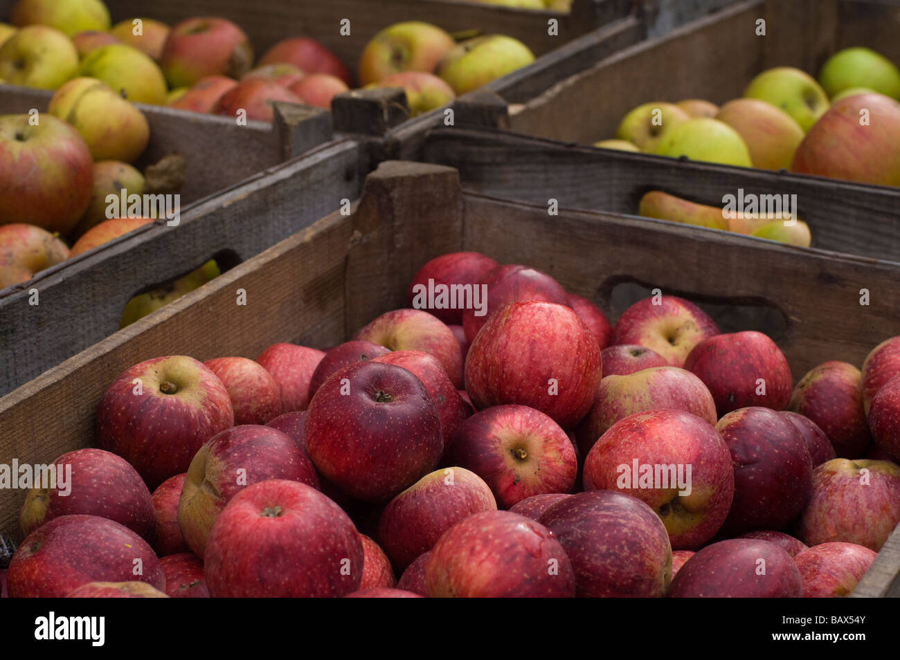 Harvested cider apples in wooden crates Somerset England Stock Photo