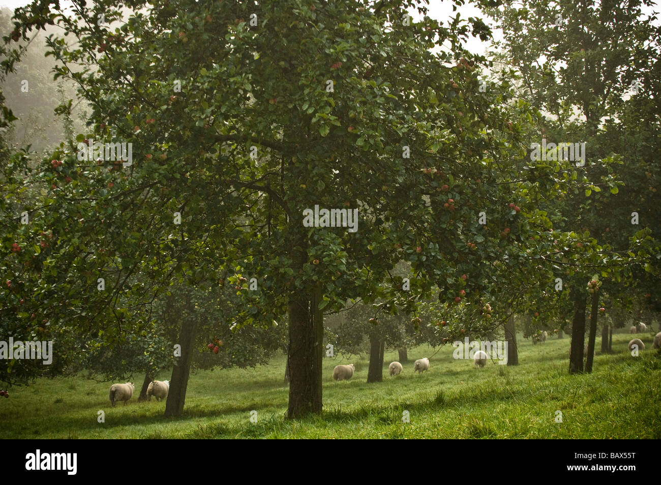 Apple Orchard on a Misty Autumn Morning Compton Dando Somerset England Stock Photo