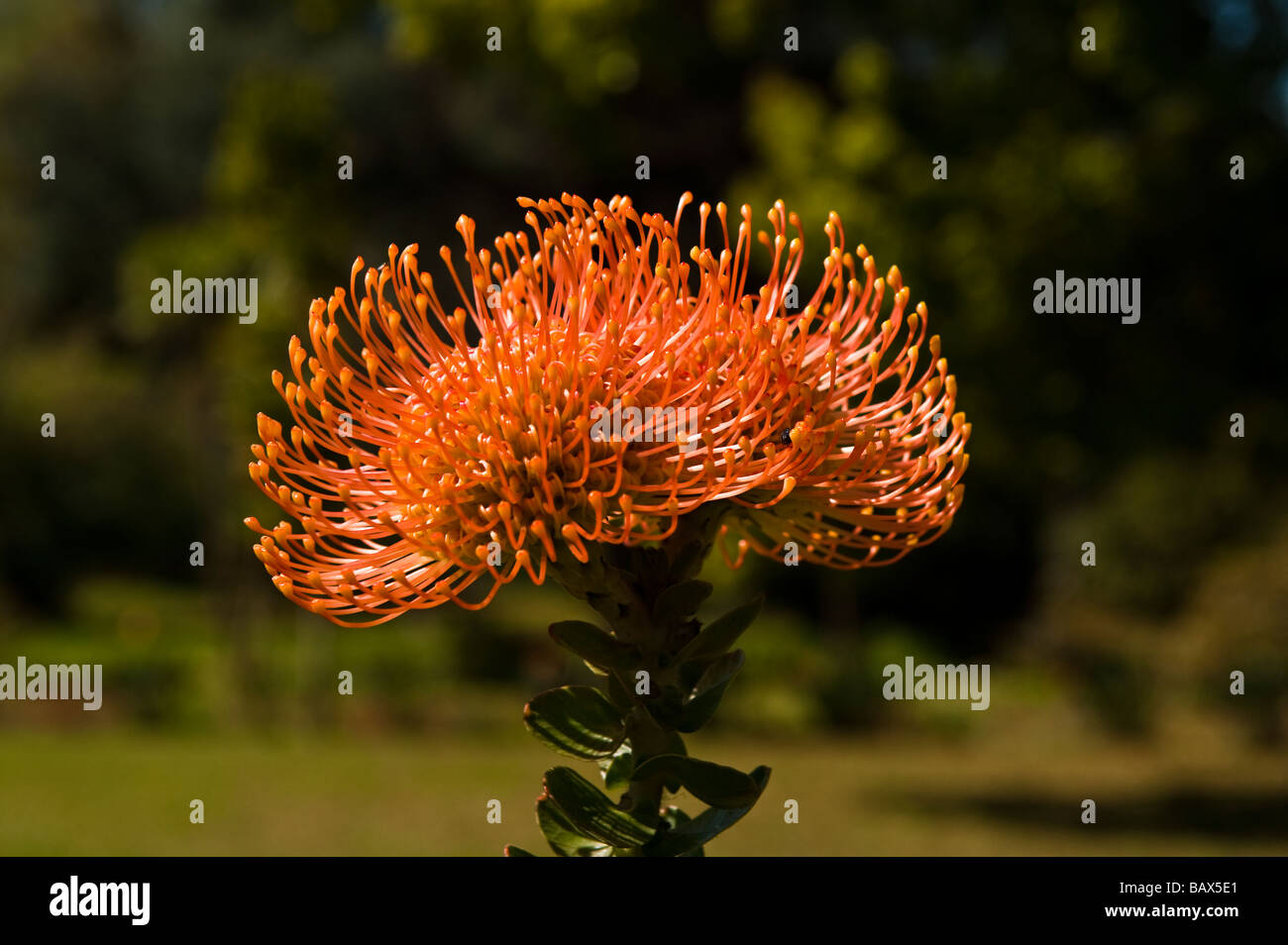 A Protea flower in Madeira Stock Photo Alamy