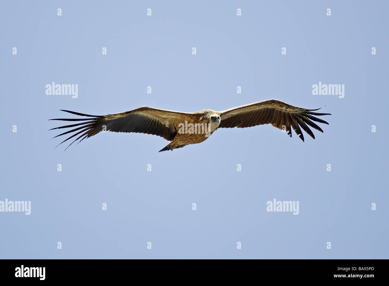 Griffon Vulture in flight over Gibraltar Stock Photo
