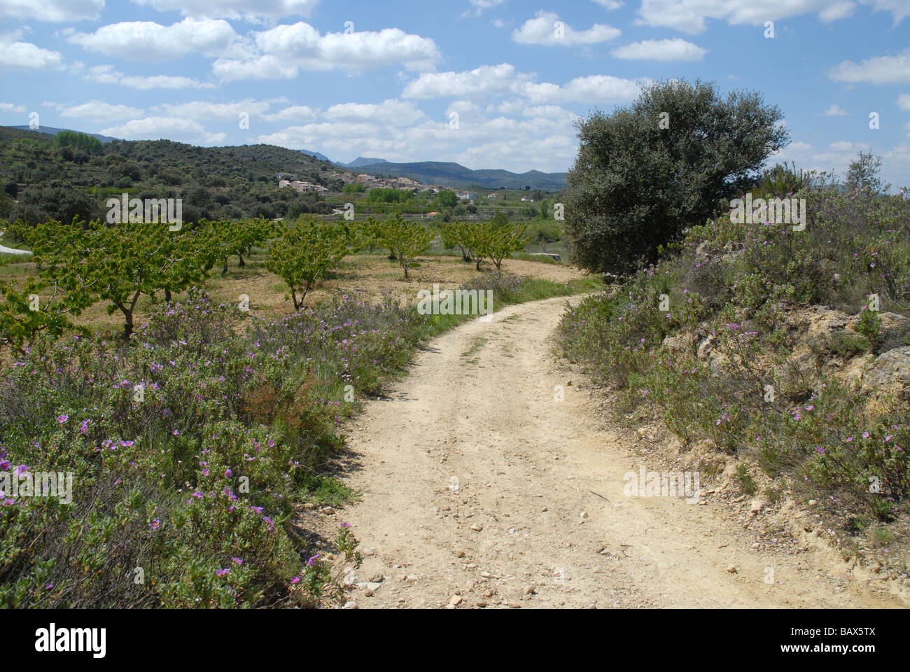 wildflowers and view to village of Alcala de la Jovada, Vall de Alcala, Alicante province, Comunidad Valenciana, Spain Stock Photo